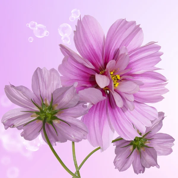 Egzotik flowers.flora kartı — Stok fotoğraf