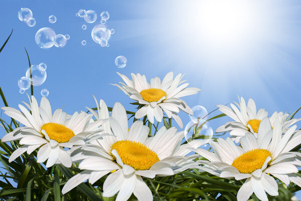 Белая ромашка
