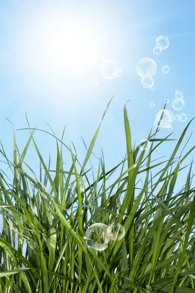 The young spring grass — Stock Photo, Image