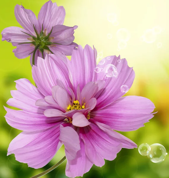 Exotic flowers.Flora card — Stock Photo, Image