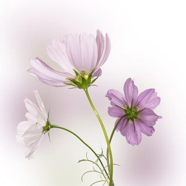 Beautiful pink flowers.Holidays bouquet — Stock Photo, Image