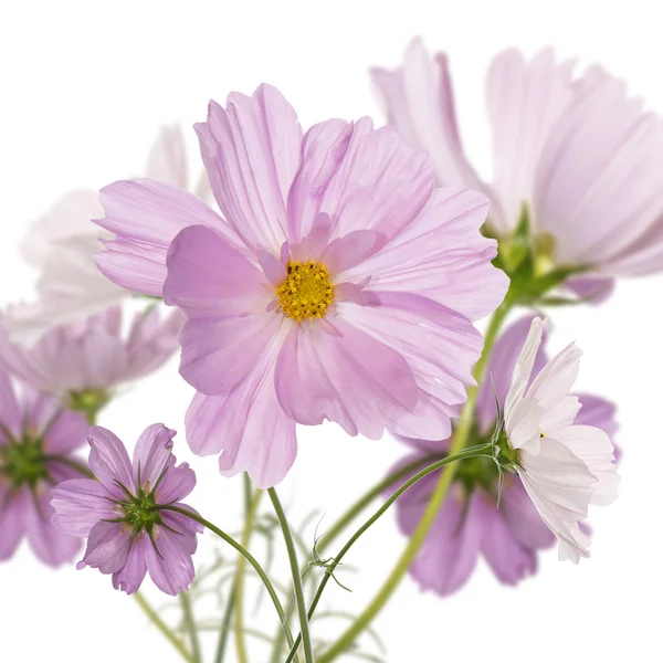 Beautiful pink flowers.Holidays bouquet — Stock Photo, Image