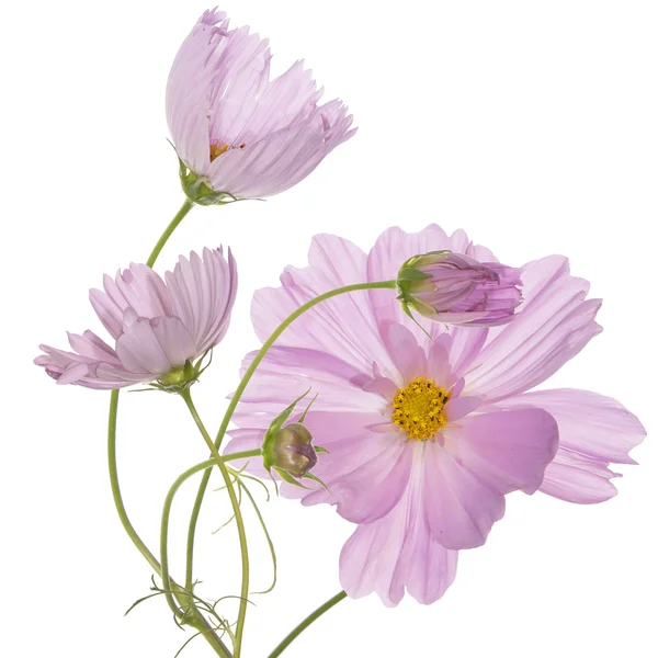 Schöne rosa Blüten.Feiertagsstrauß — Stockfoto