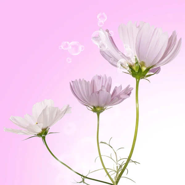 Beautiful pink flowers Stock Picture