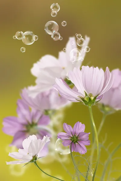 美丽的粉红色花朵 — 图库照片