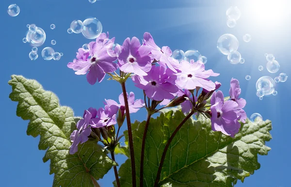 Vackra rosa blommor — Stockfoto