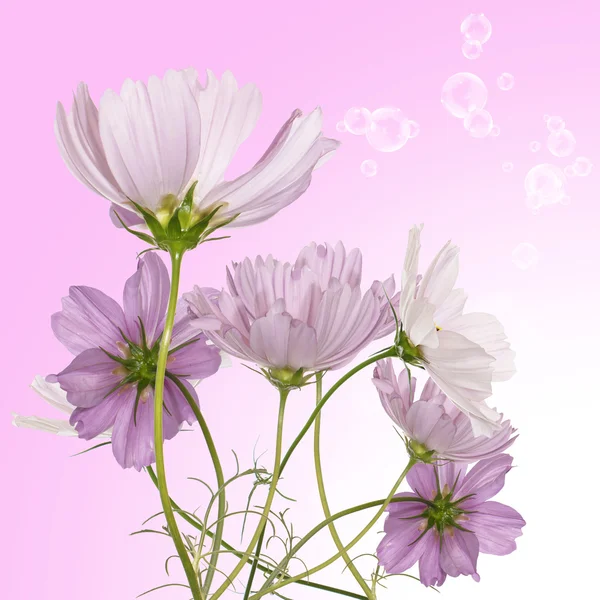 Beautiful pink flowers.Holidays bouquet Stock Image