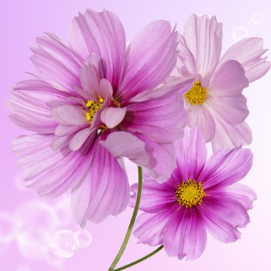 çiçek sınır kartı