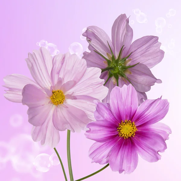 Karta ohraničení květ — Stock fotografie