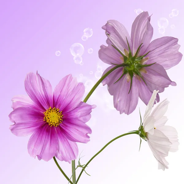 Blumenkranzkarte — Stockfoto