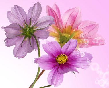 çiçek sınır kartı