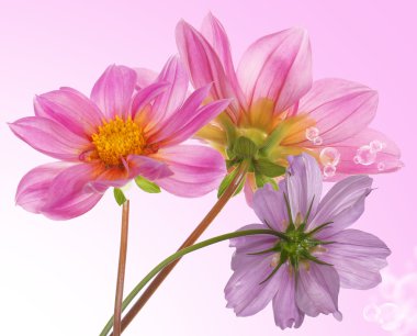 çiçek sınır kartı