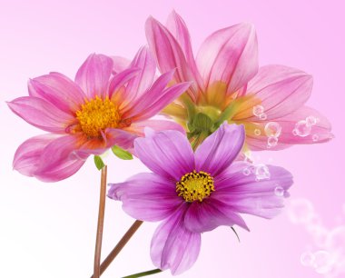 çiçek sınır kartı