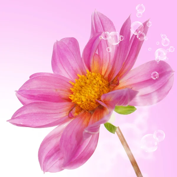 抽象的な背景にピンク色の美しい花 — ストック写真