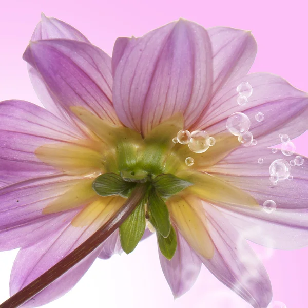 Rosa vacker blomma på en abstrakt bakgrund — Stockfoto