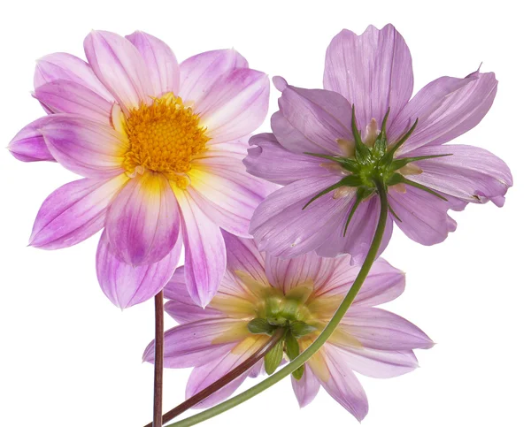 Blumenkranzkarte — Stockfoto