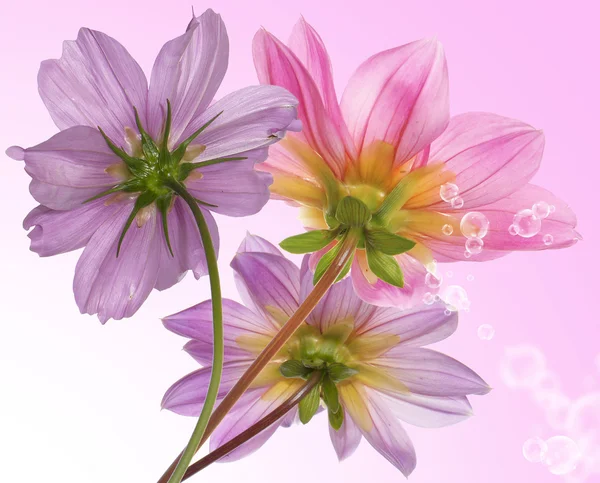Çiçek sınır kartı — Stok fotoğraf