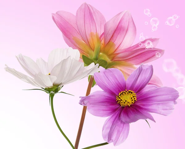 Karta ohraničení květ — Stock fotografie