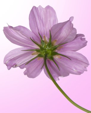 Pembe güzel çiçek