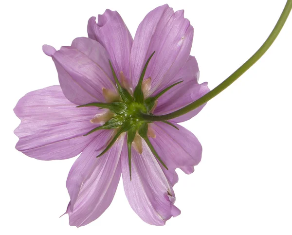 Rosa vacker blomma — Stockfoto