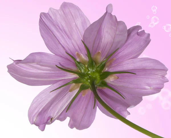 Rosa vacker blomma — Stockfoto