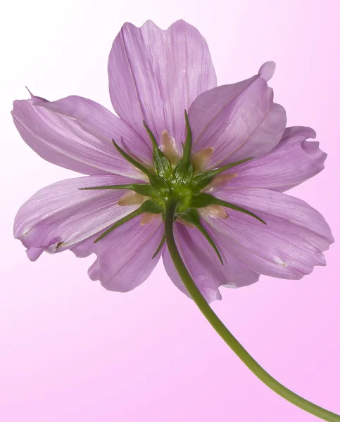 Rosa schöne Blume — Stockfoto