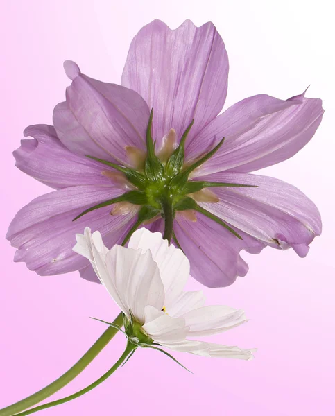 Pink beautiful flowers — Stock Photo, Image