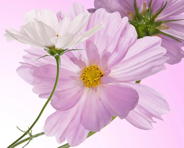 핑크 아름 다운 꽃 — 스톡 사진