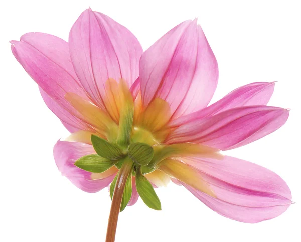 Декоративный розовый экзотический цветок — стоковое фото