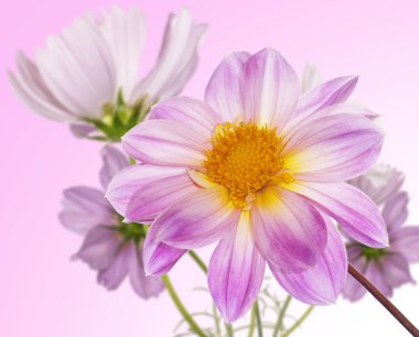 güzel çiçekler card.floral arka plan