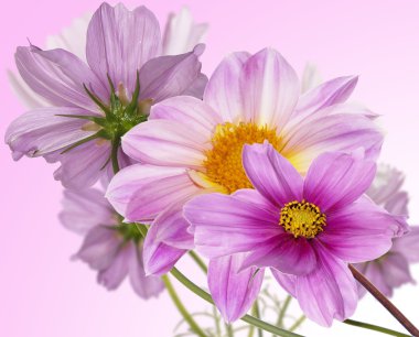 güzel çiçekler card.floral arka plan