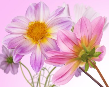 güzel çiçekler card.floral arka plan