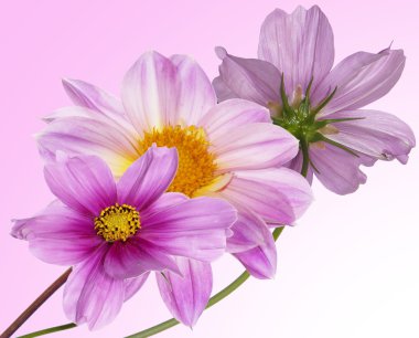 güzel çiçekler card.floral arka plan