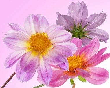 güzel çiçekler card.floral arka plan