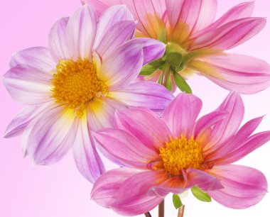 güzel çiçekler card.floral arka plan