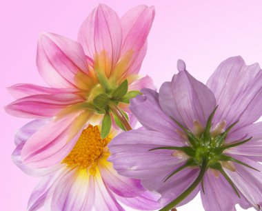 güzel çiçekler card.floral arka plan