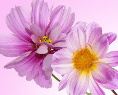 güzel çiçekler card.floral arka plan