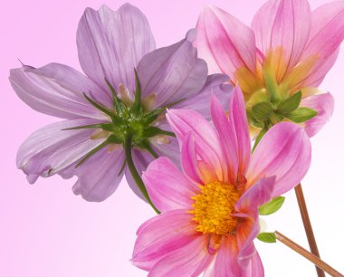 güzel çiçekler card.floral arka plan