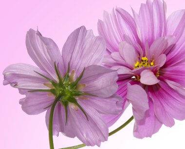 güzel çiçekler card.floral arka plan