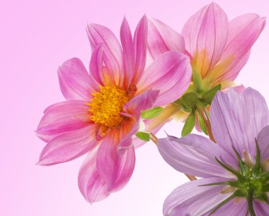 güzel çiçekler card.floral arka plan