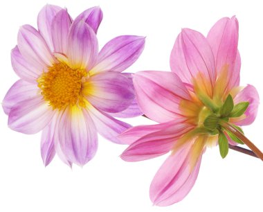 güzel kart dekoratif çiçek