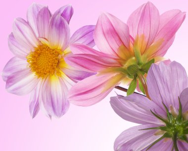 güzel çiçekler card.floral arka plan