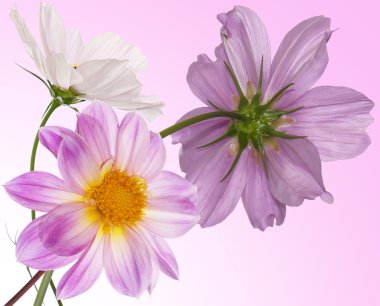 güzel çiçekler card.floral arka plan