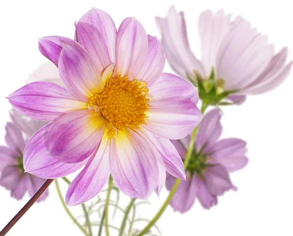 Blume schöne dekorative Karte — Stockfoto