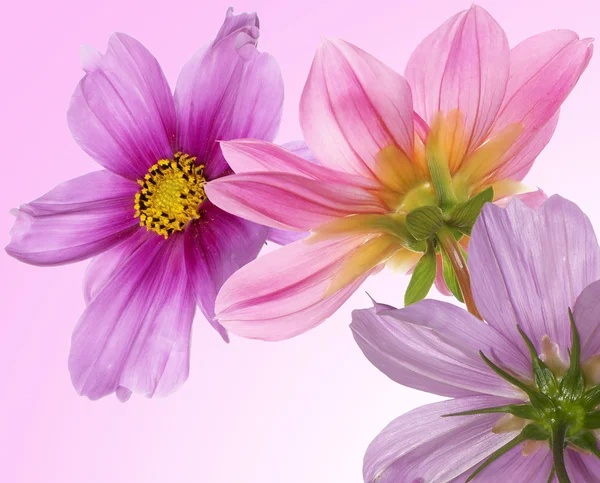 Lindas flores cartão. Fundo floral — Fotografia de Stock