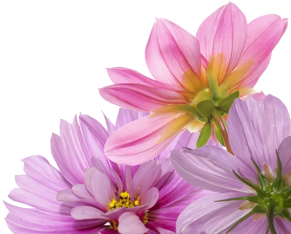 Kwiaty piękne ozdobne kartki — Zdjęcie stockowe