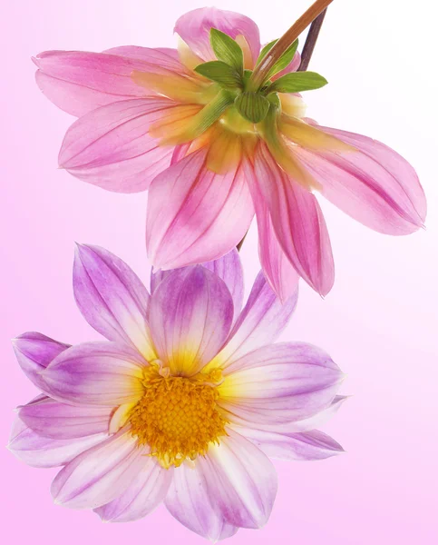 Mooie bloemen card.floral achtergrond — Stockfoto