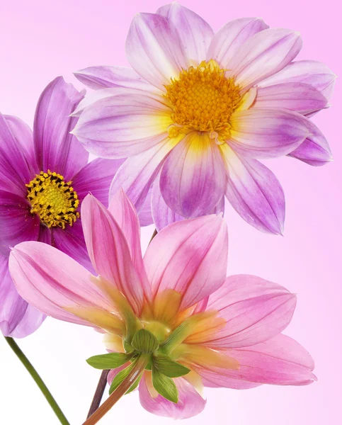 Mooie bloemen card.floral achtergrond — Stockfoto