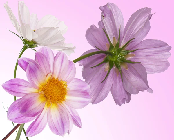 Hermosas flores card.Floral fondo — Foto de Stock