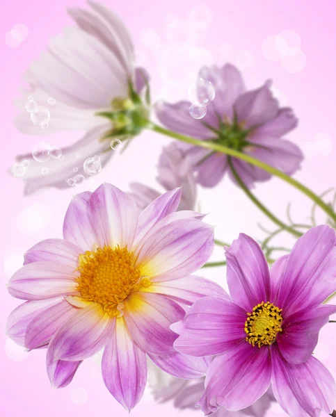 Dekorativa pink exotiska flowers.holidays kort — Stockfoto